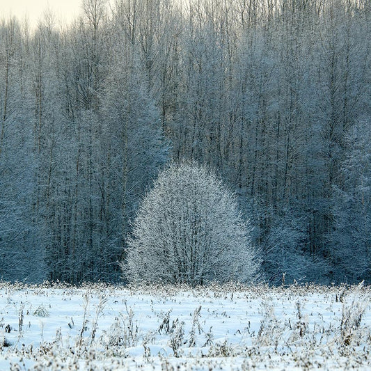 Exploring Festive Nordic & Baltic Christmas Traditions